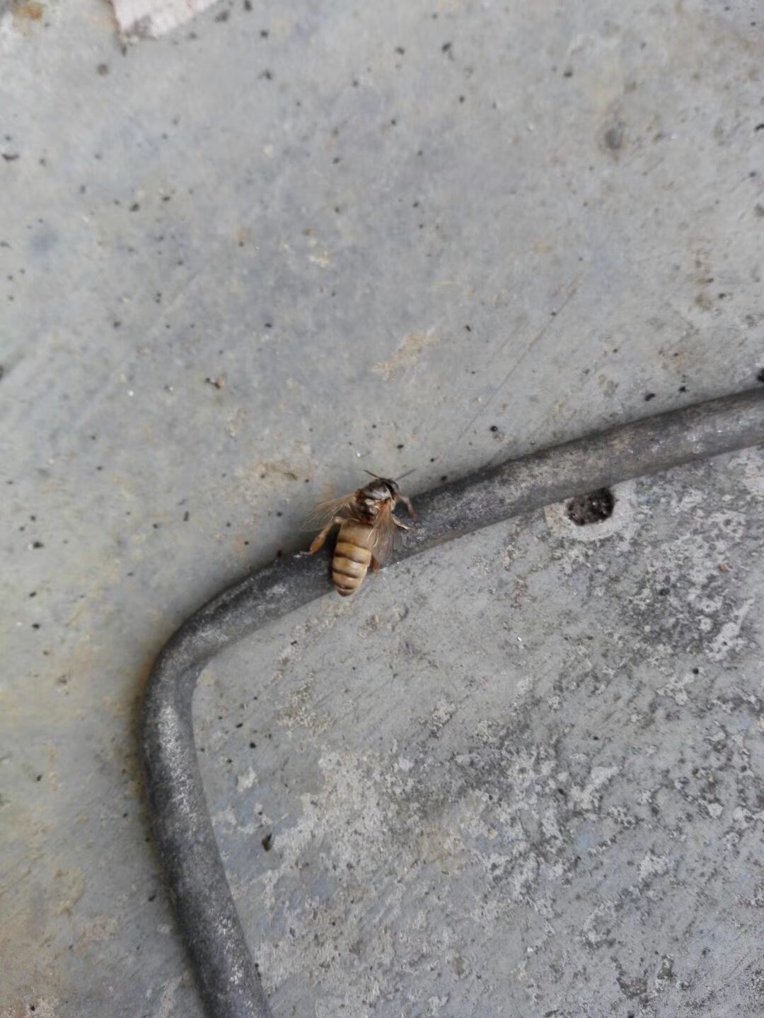 蜂王怎么挽救最快,野蜂无蜂王如何挽救