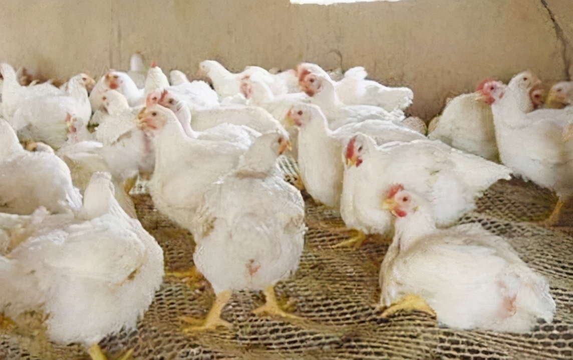 养鸡过程中鸡生病了怎么办,鸡得了高温病的解决方法