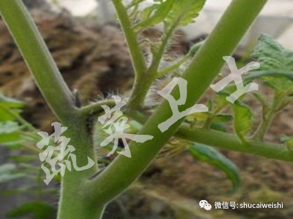 怎么识别番茄病害,番茄叶片病害识别图集