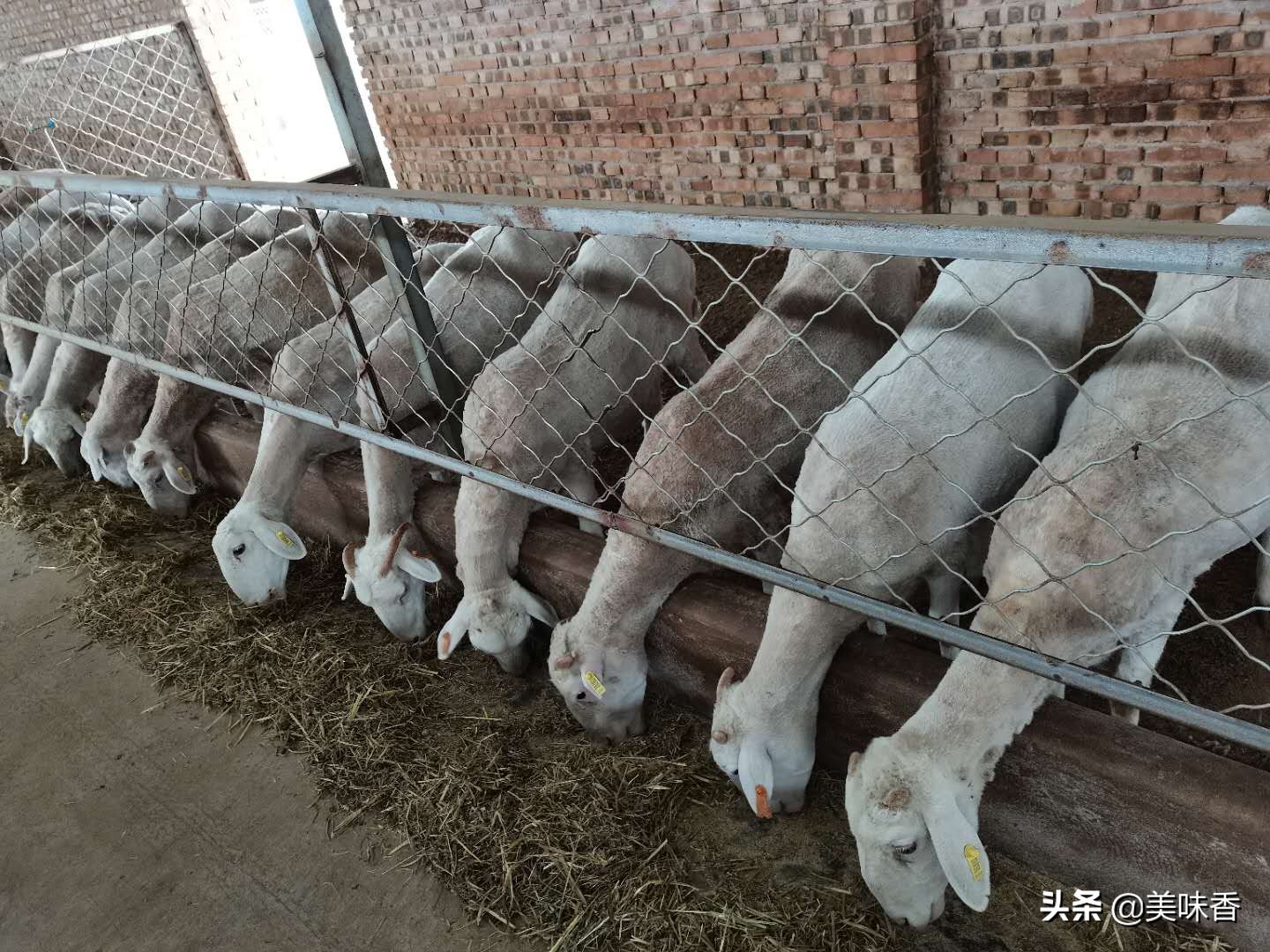 春季羔羊反复拉稀什么原因,羔羊拉稀水样是不是撑着了