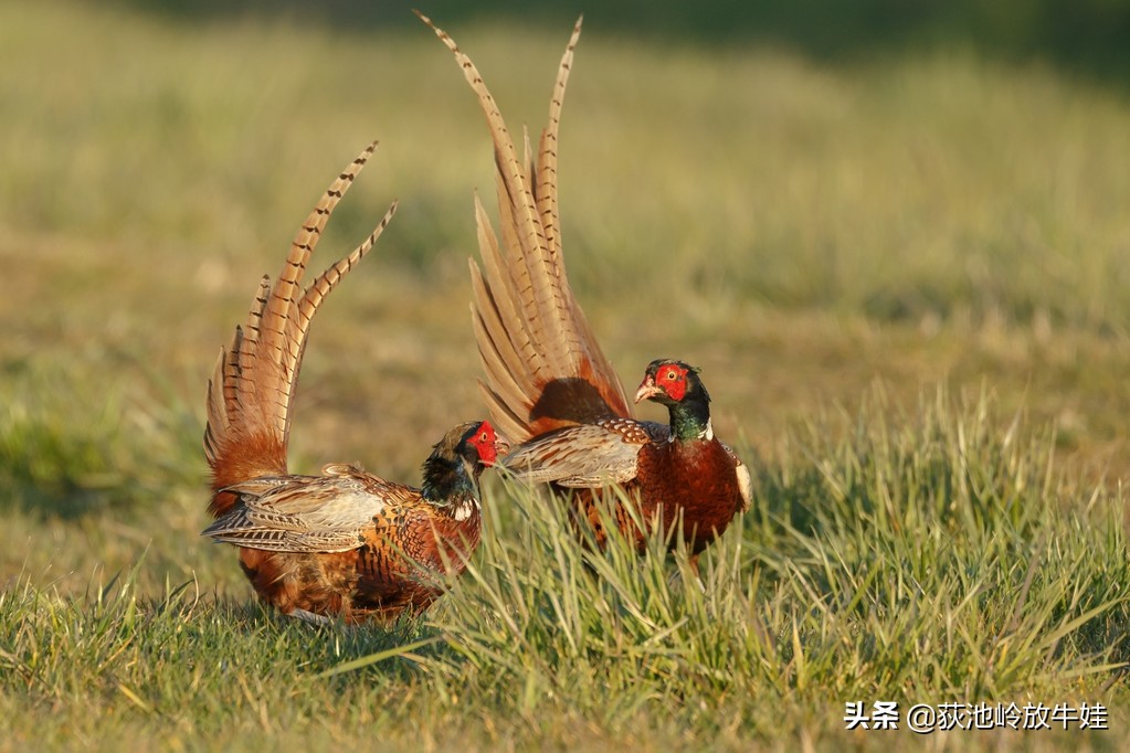 农业种植致富项目养山鸡,2018年跑山鸡养殖前景