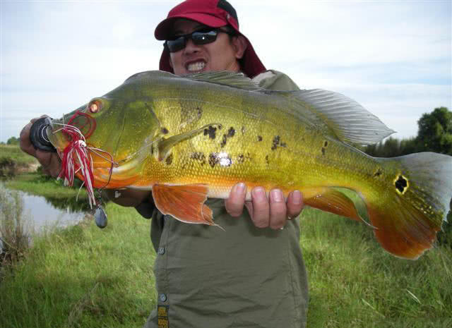 孔雀鱼凶猛,美丽凶猛观赏鱼