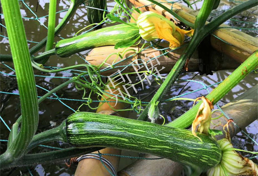 2010年的科研成就,10年潜心研究12项专利