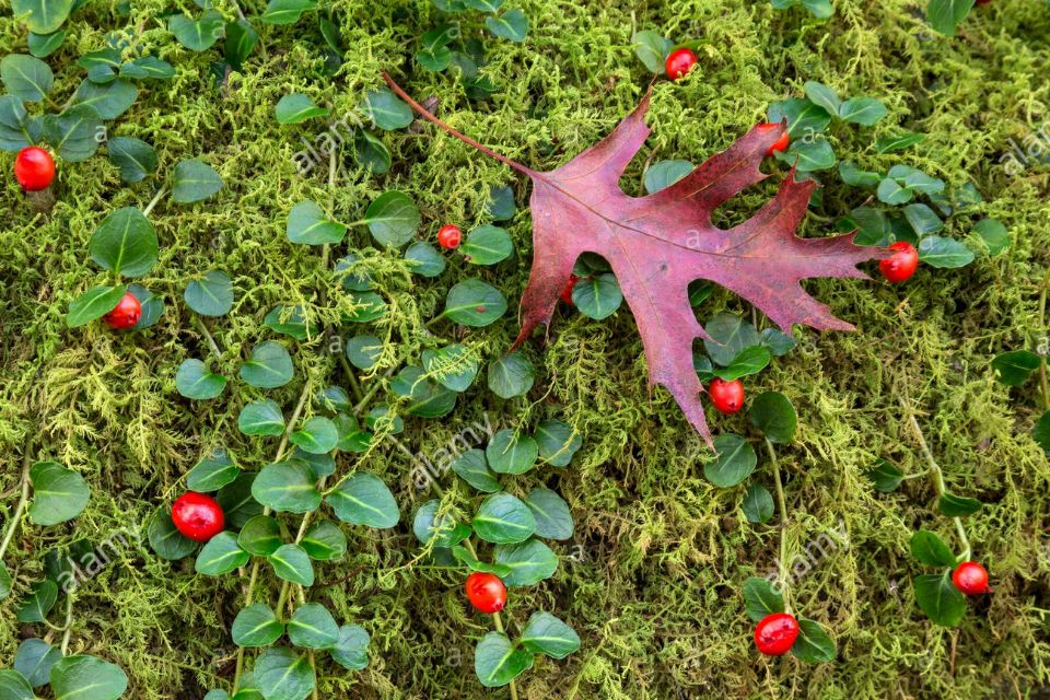 关于冬至的诗句,关于冬奥会的手抄报简单又漂亮