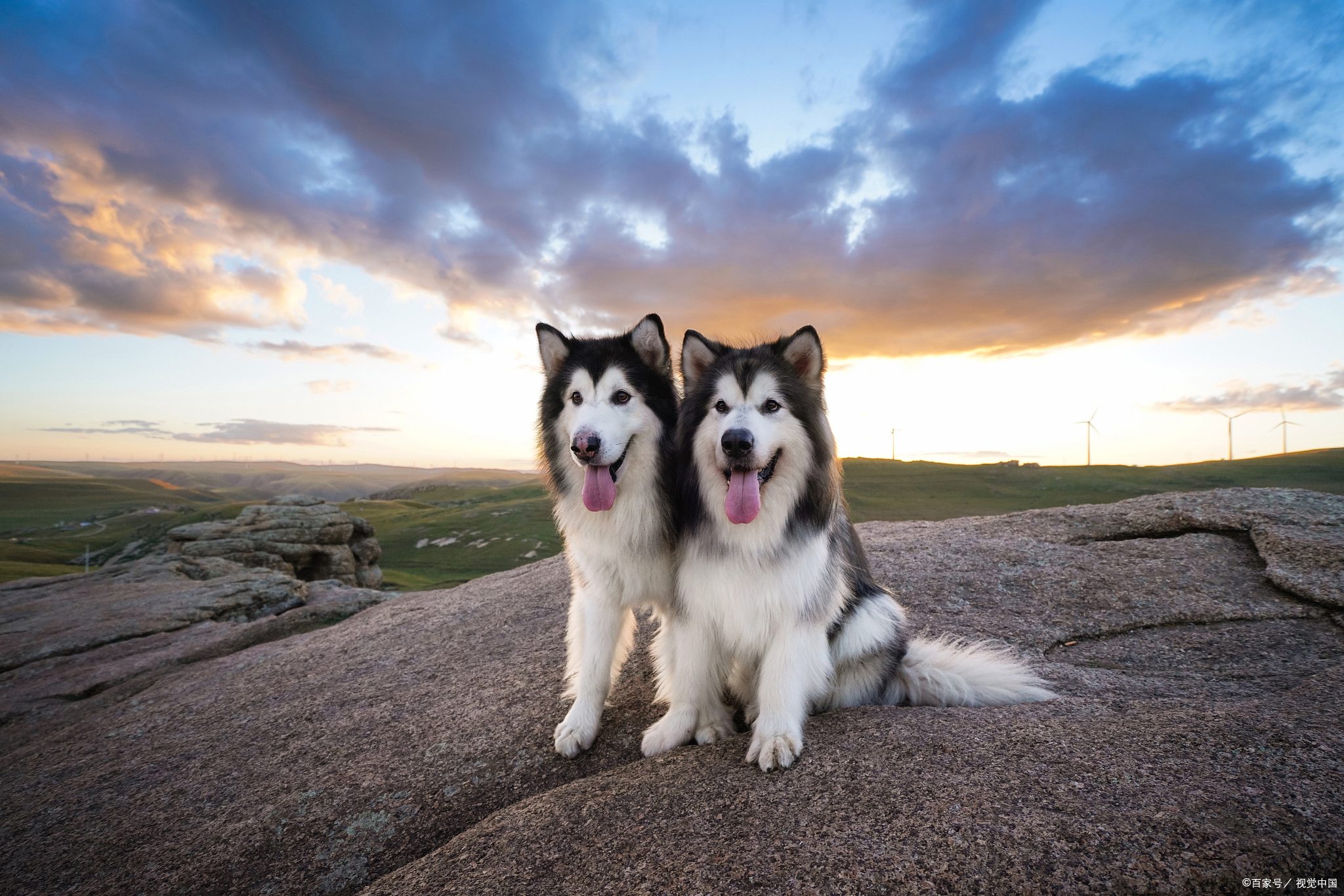 狗狗不便秘但大便困难怎么办,狗狗便秘的小窍门教你一招