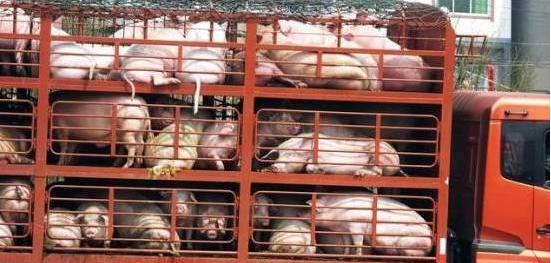 地塞米松在猪场使用注意事项,地塞米松在养猪中的妙用