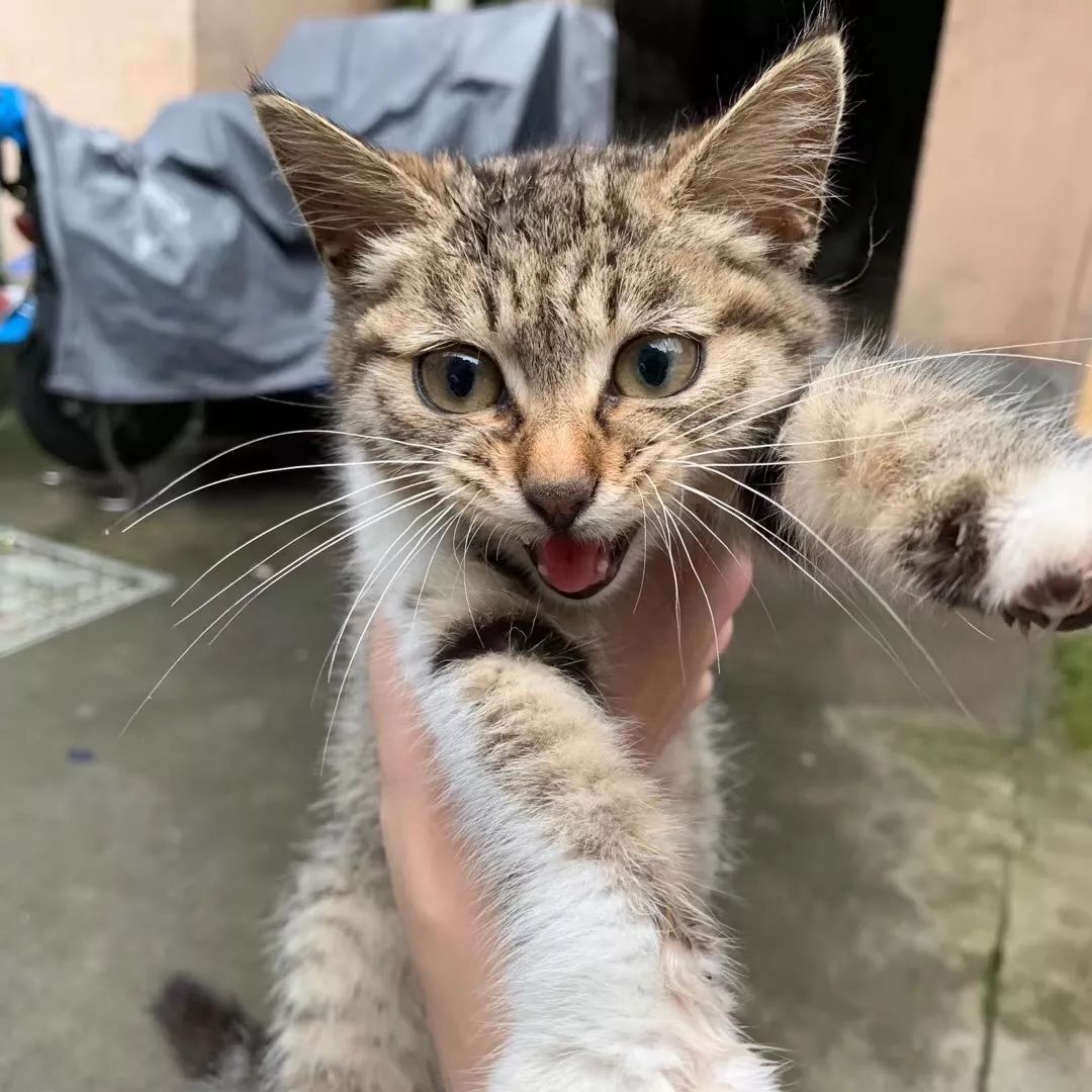 一只鸭子一万五元,一只鸭子一万多