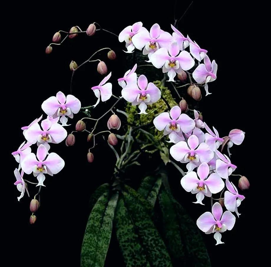 兰花高洁的古诗,高洁典雅的兰花壁纸