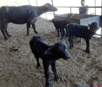 犊牛病诊断与治疗,犊牛佝偻病治疗方法