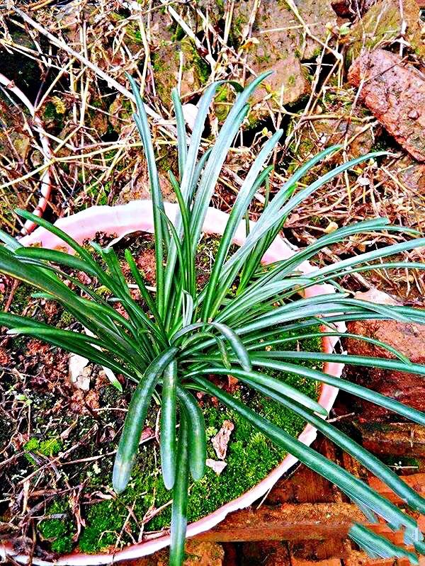 花开一千年落一千年花叶永不相见,彼岸花开从此花叶永不相见