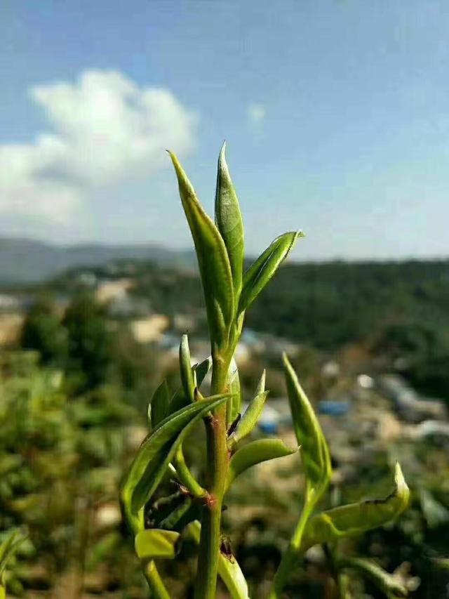 茶艺师实习心得400字,茶艺师要学习的方面