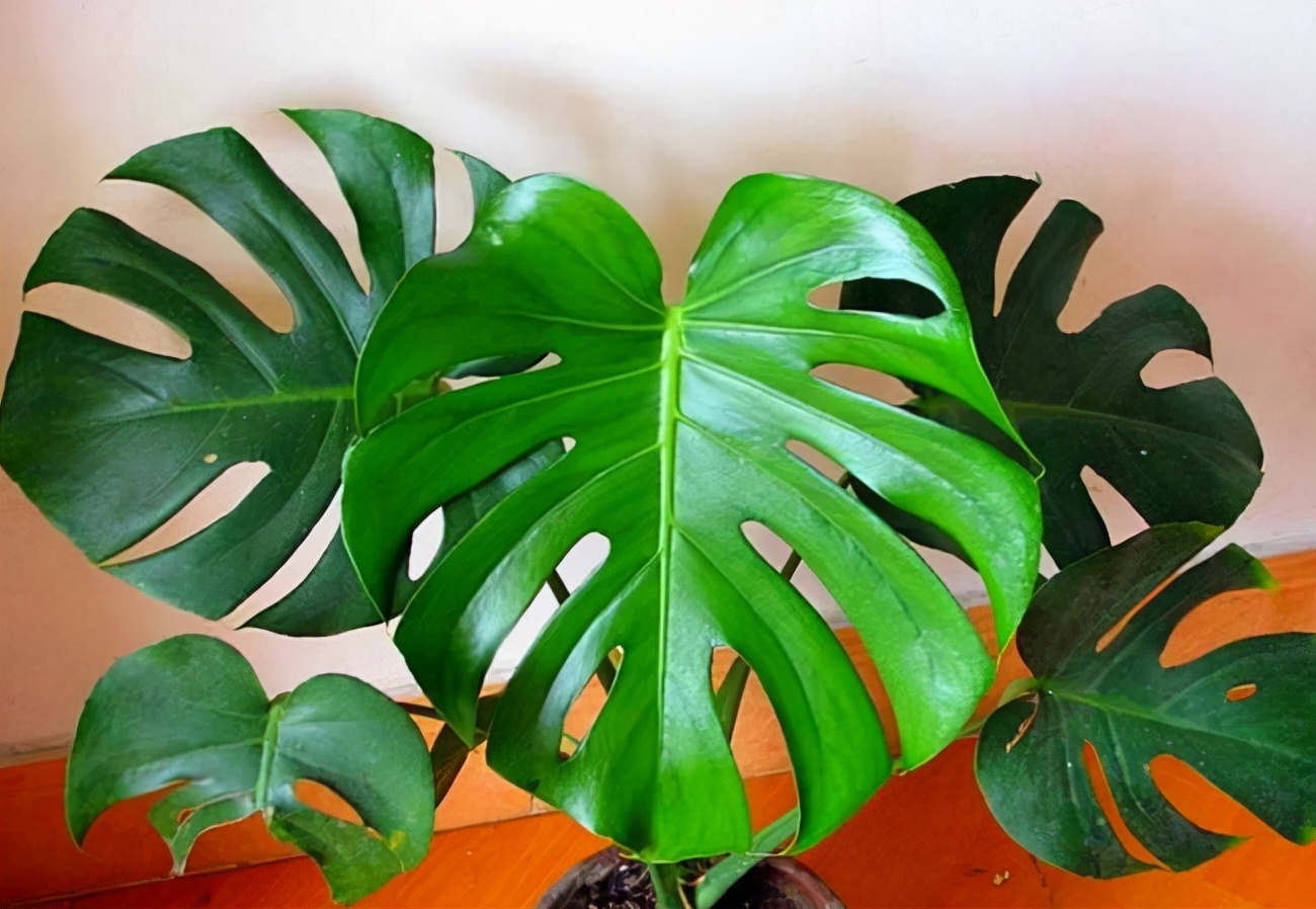 房屋装修买什么盆栽好养,新房装修养什么植物