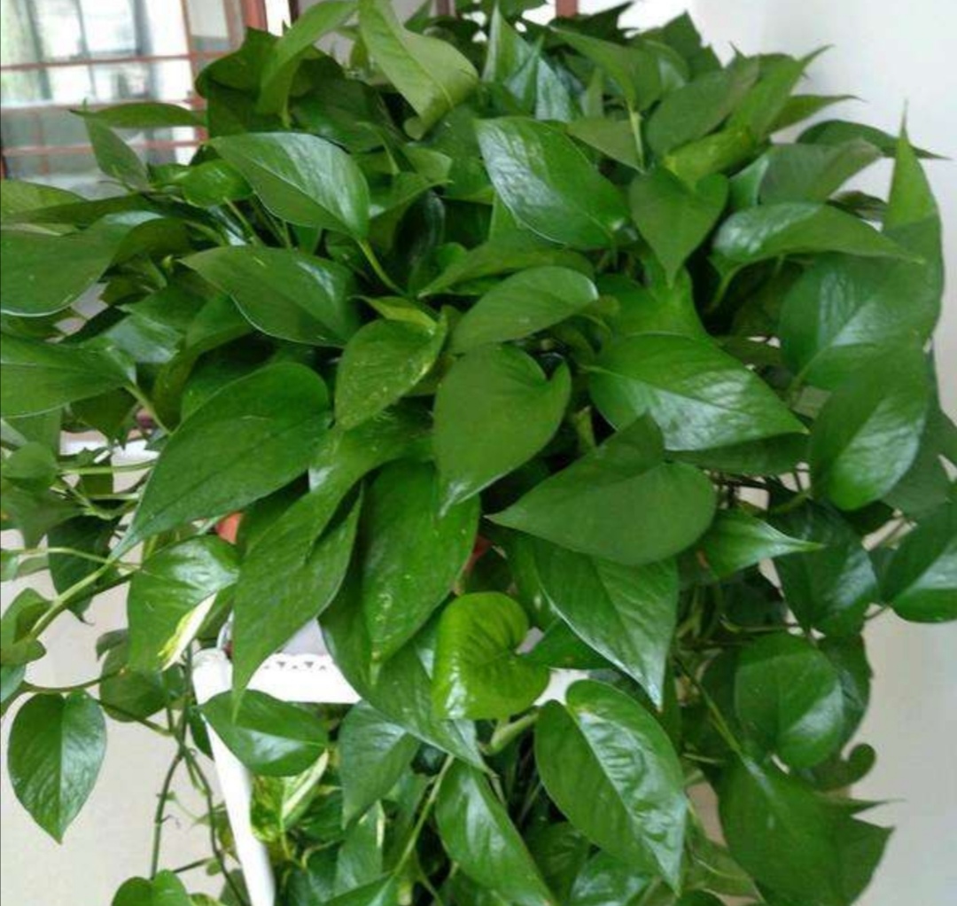 绿萝的正确浇水方法和注意事项,绿萝怎么养才能更旺盛要浇水吗