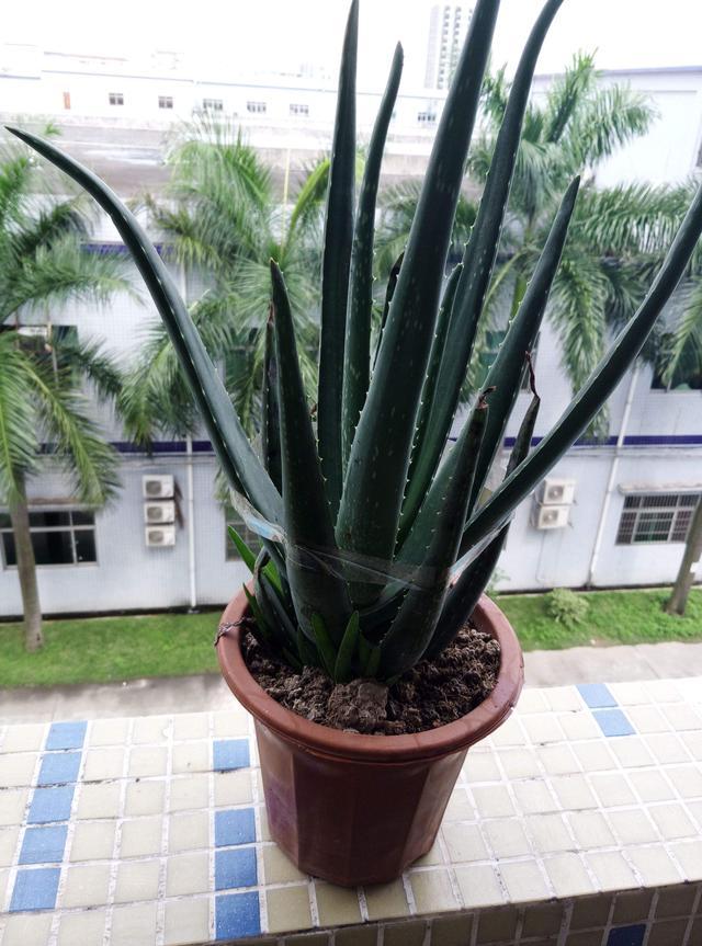 蚯蚓粪发酵好还是不发酵好,蚯蚓粪能改善土壤板结吗