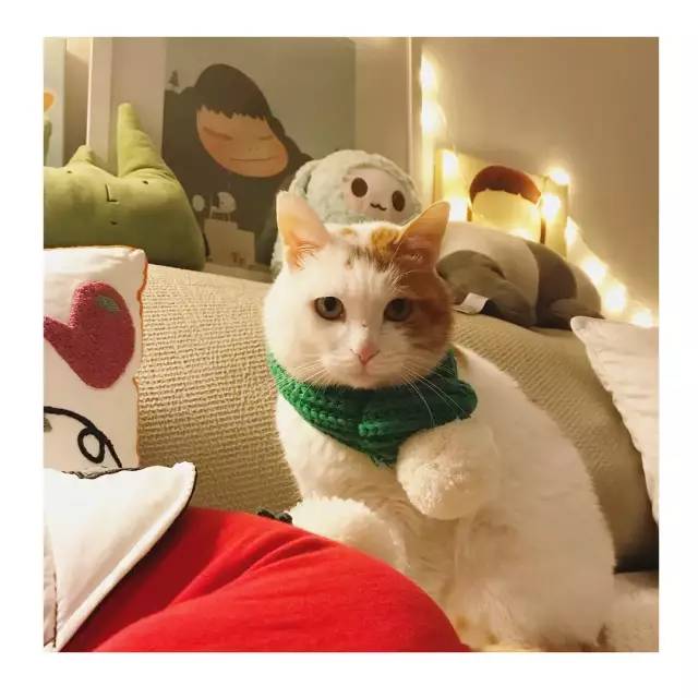 她救下一只得皮肤病脾气巨差的猫咪，花了两个月变身软萌美喵