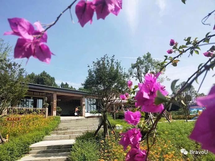 【慢游新天府，感受新成都】端午节特辑（二）|世界冠军蒋文文、蒋婷婷带你去逛川西林盘和特色小镇打卡地