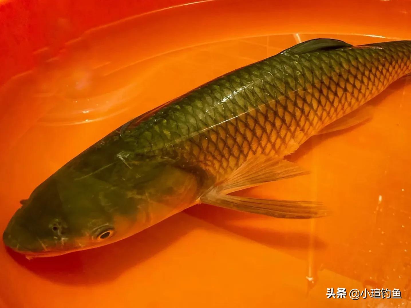 水库野钓选钓点怎么选好,夏季库钓怎样选钓点