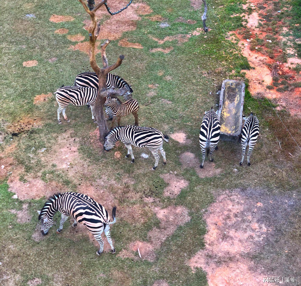 广州长隆游玩超详细亲子游攻略,史上最完整的广州长隆亲子游攻略