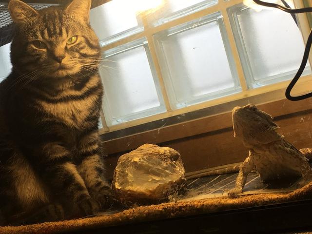 猫咪突袭抓人是什么原因,猫咪突袭抓人