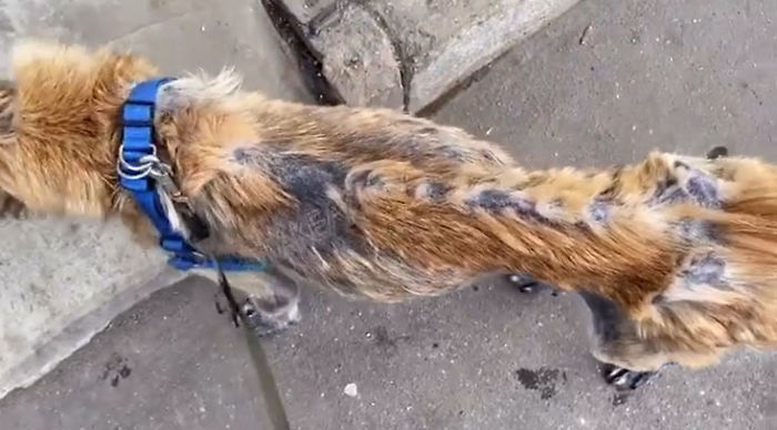 无良犬舍的秘密！过度繁殖导致狗狗子宫脱落！一度失去生活的希望