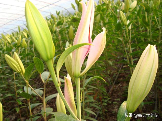 百合虫害的防治方法,百合病虫防治和管理