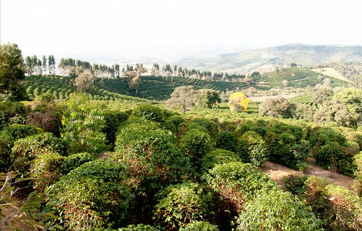 最贵的咖啡猫屎咖啡,世界上最贵的咖啡与最便宜的咖啡