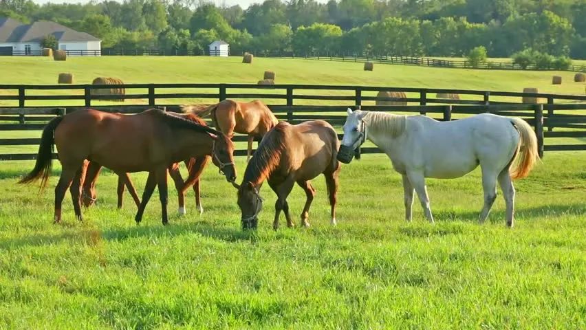 蹄腐病的治疗,腐蹄病用什么药效果好