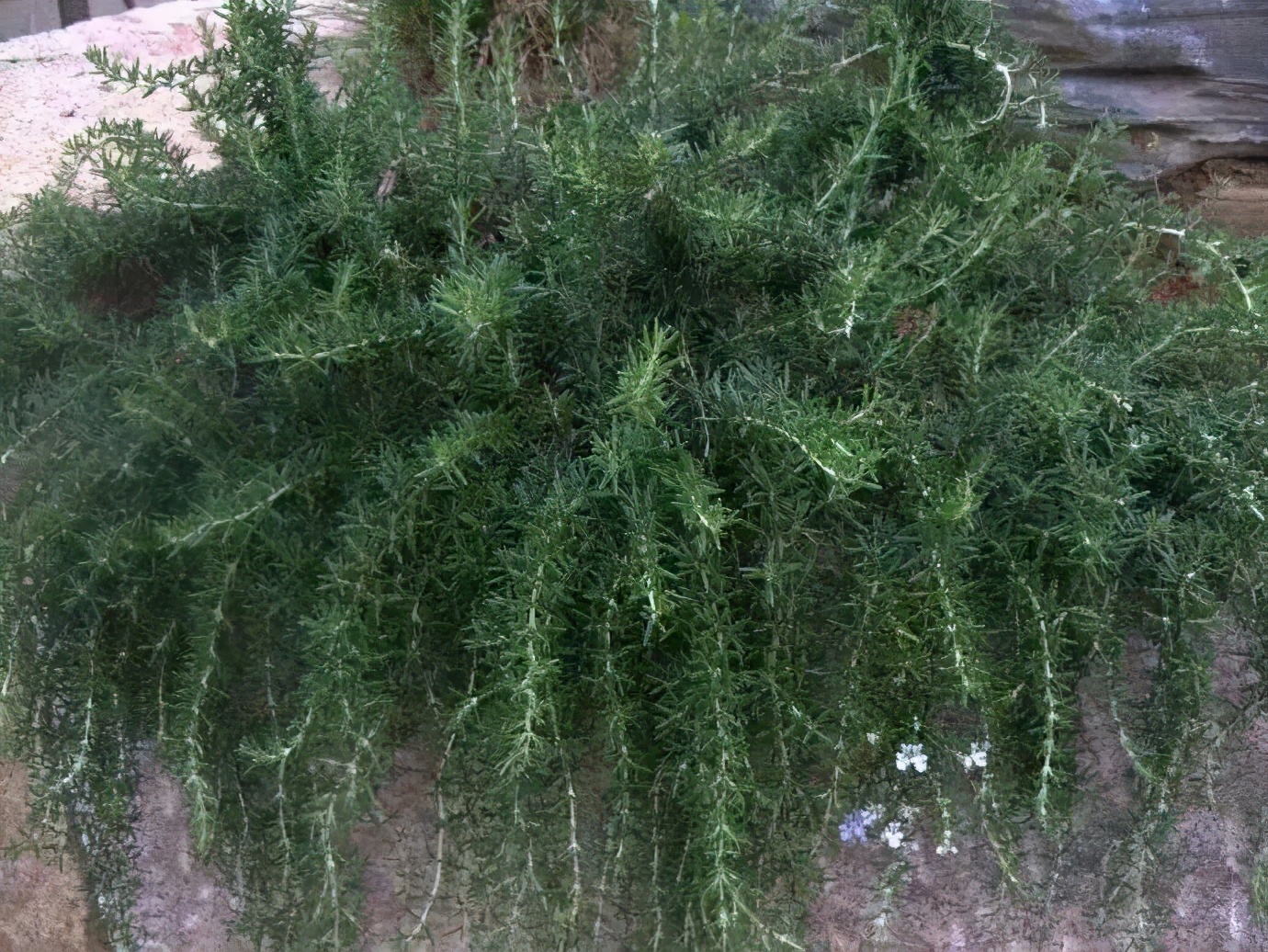 观花草本植物推荐,最具观赏性的观叶植物