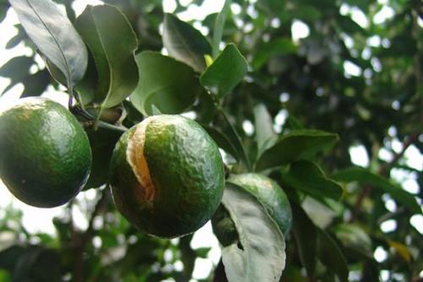 脐橙内裂果多是什么原因呢,脐橙裂果原因及预防措施图片