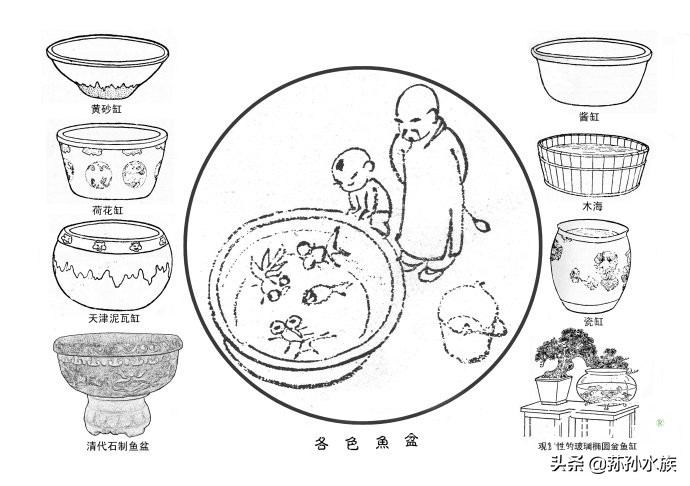 古法养金鱼全攻略,古法养金鱼开缸
