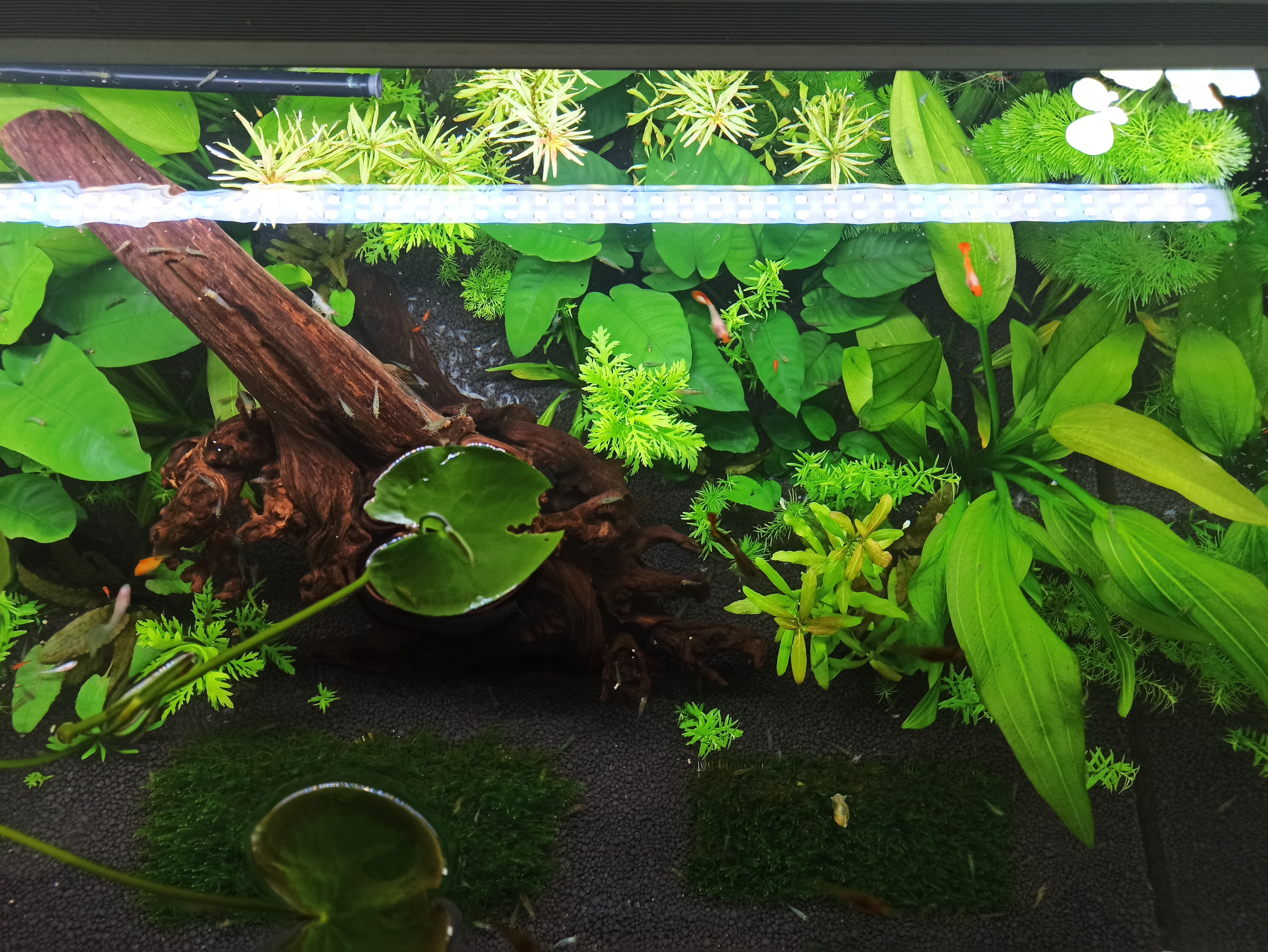 入坑养鱼花销,入坑草缸后的作品