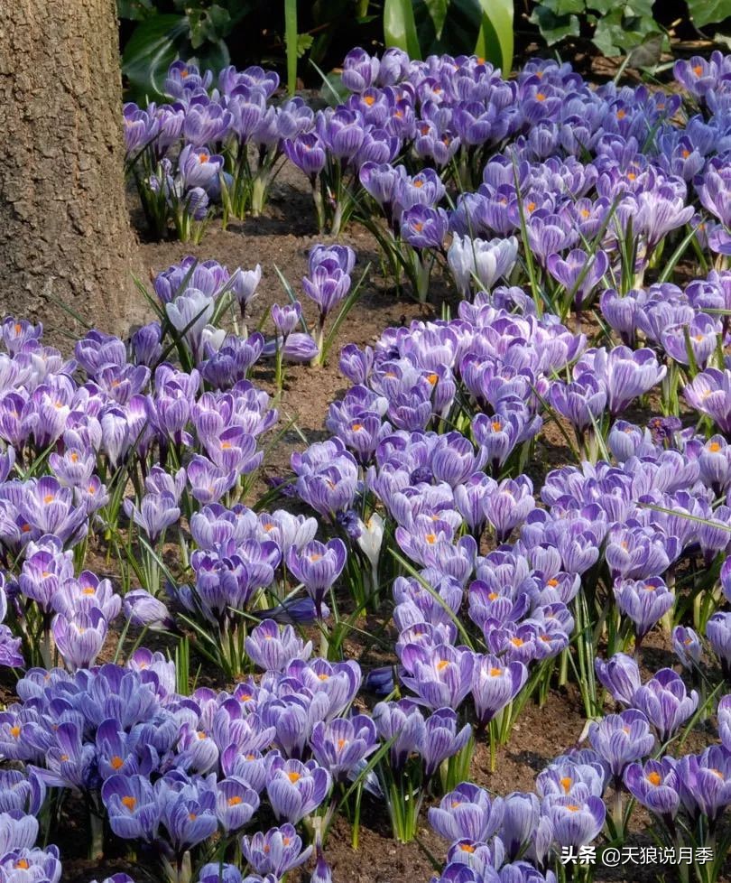 狼家球根怎么样,狼家球根上市了吗