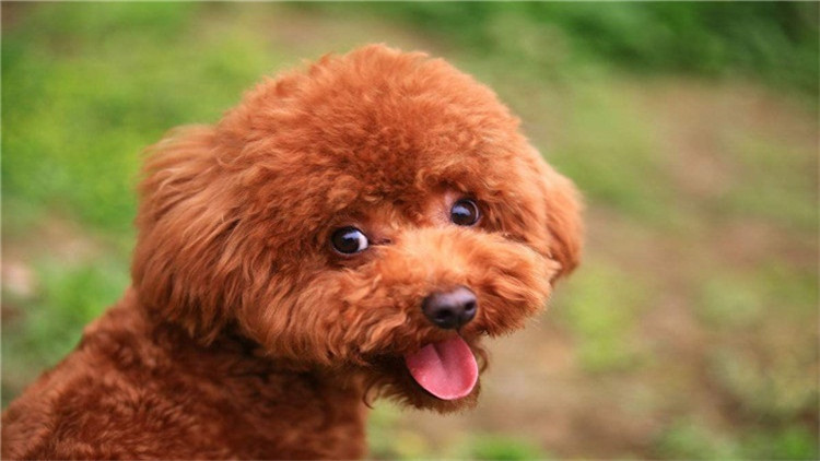 了解这几个知识，你会跟泰迪相处得更愉快