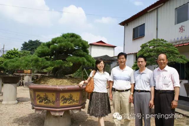 价值过万的黄杨盆景 (1000万元以上映山红盆景)
