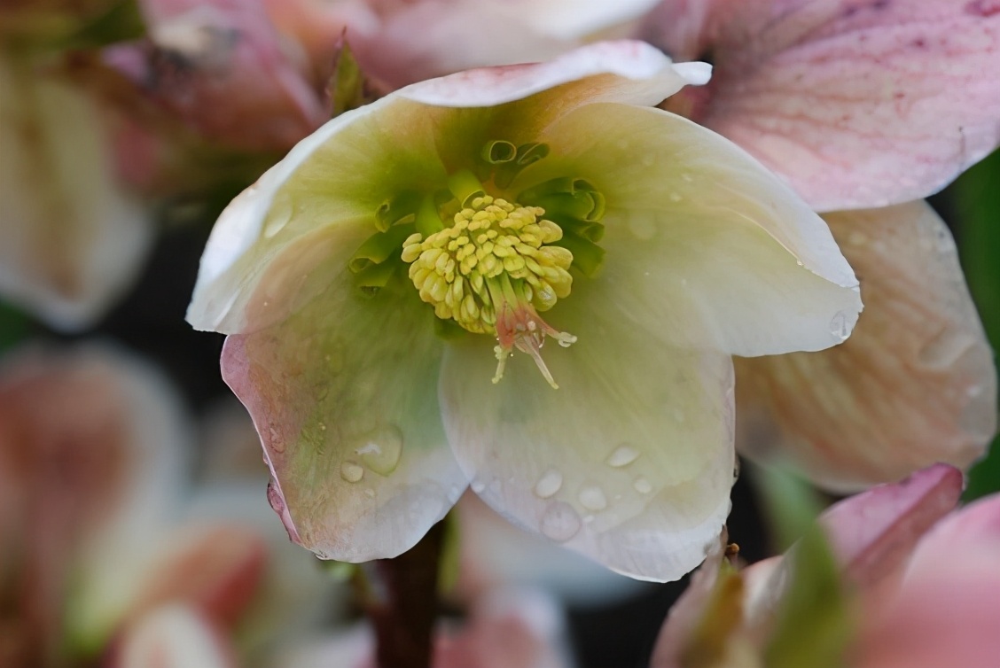 布查德花园的秋冬季,全球最美花园布查特花园