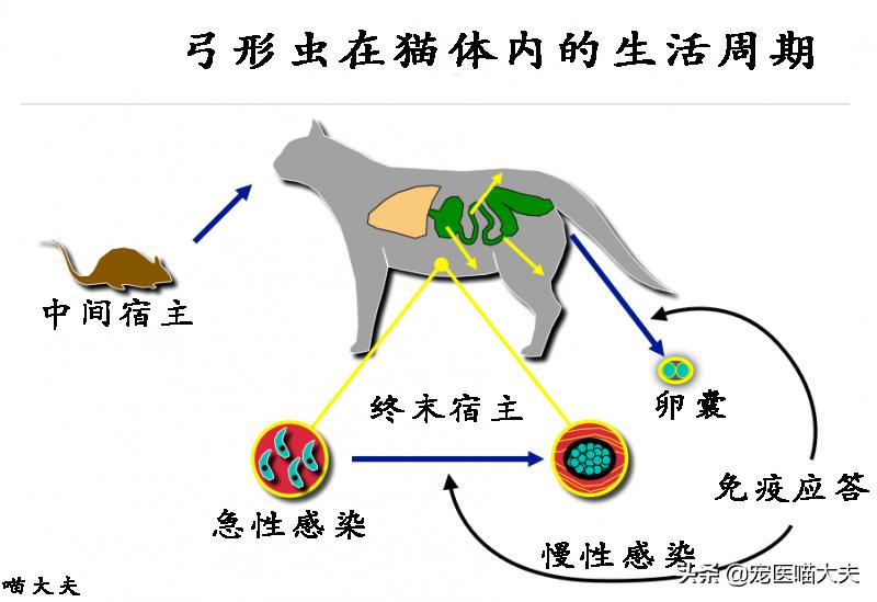 宠物医院怎么检查猫得了弓形虫,宠物弓形虫检测方法