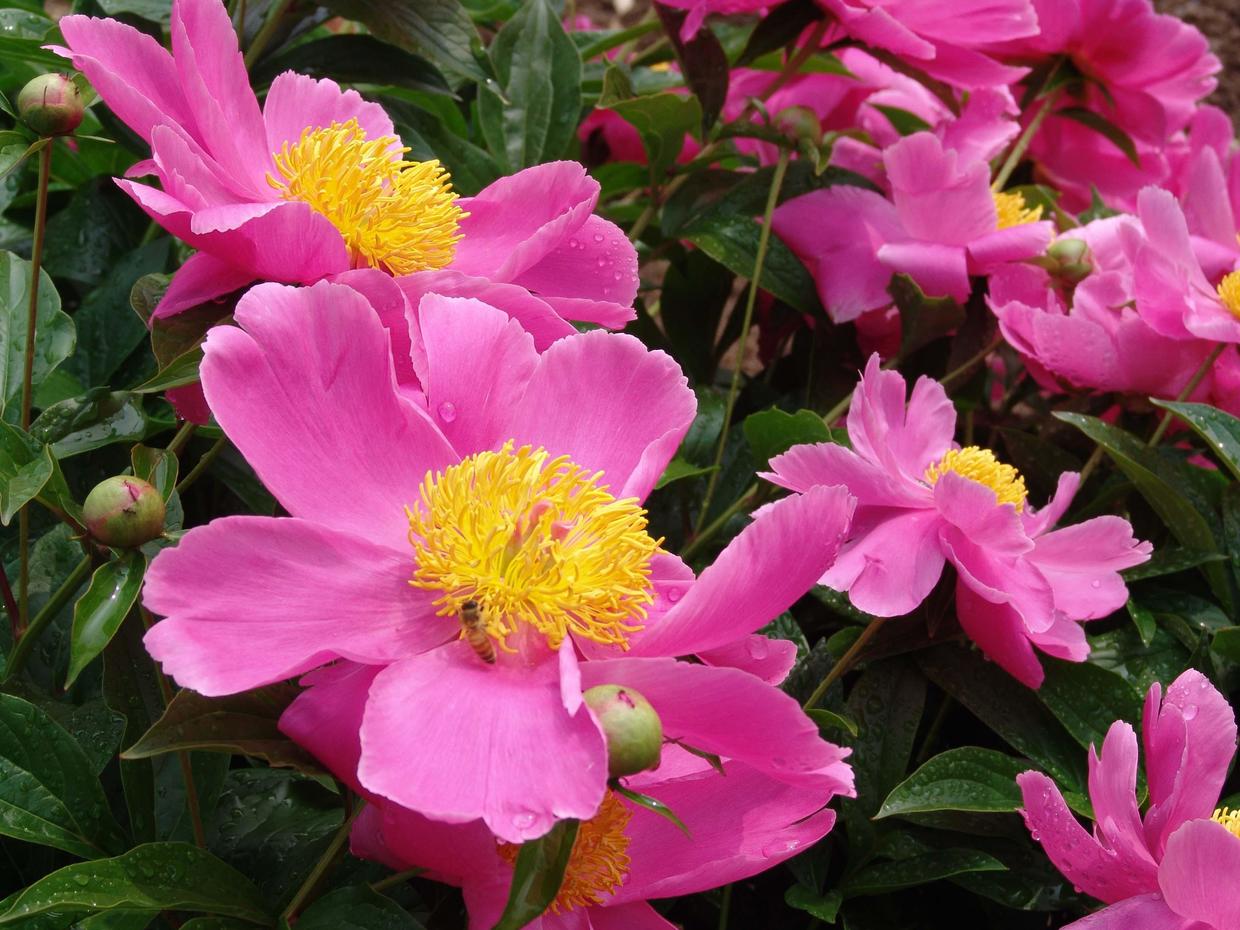 天热养什么植物好养,能在家养的芍药花的养护方法