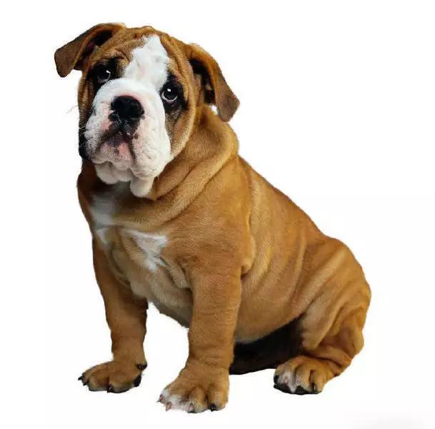 推荐各种狗狗的类型,10种有型罕见的狗狗