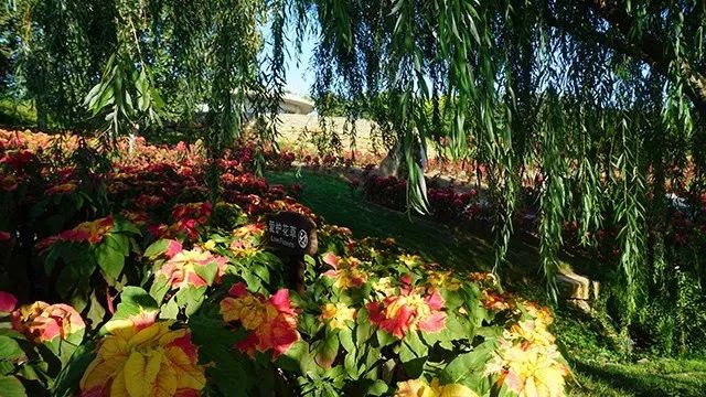 大连重阳节旅游攻略,大连九月秋游攻略