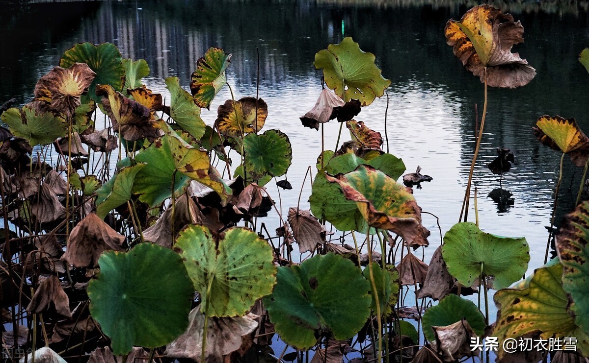 李商隐10首经典诗词鉴赏,李商隐最美的十首诗解读