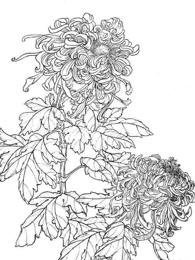 如何画菊花小写意步骤,菊花各种姿态写意画法