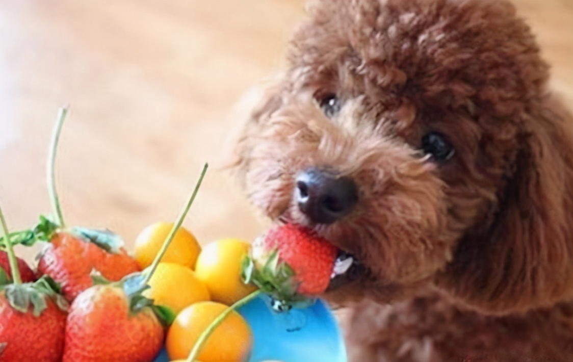 泰迪犬挑食怎么办,泰迪犬老是啃牙怎么回事