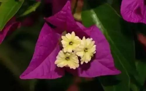 以桂花为市花的城市有哪些,中国每个城市的市花是什么