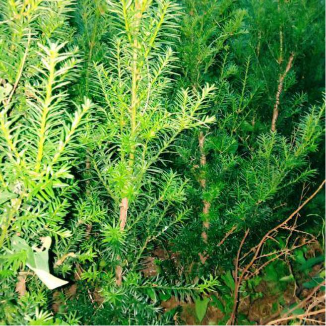 曼地亚红豆杉和欧洲红豆杉,曼地亚红豆杉和南方红豆杉