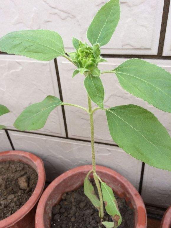 让向日葵长矮的方法是什么,让向日葵快速开花