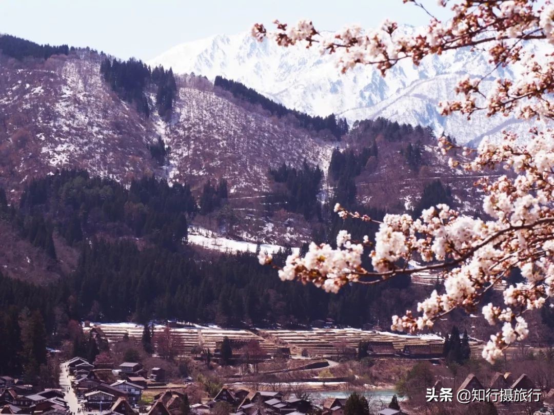 日本樱花季是八月几号,2020年日本樱花花期表