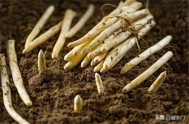 白芦笋种植产量,白芦笋最低产量