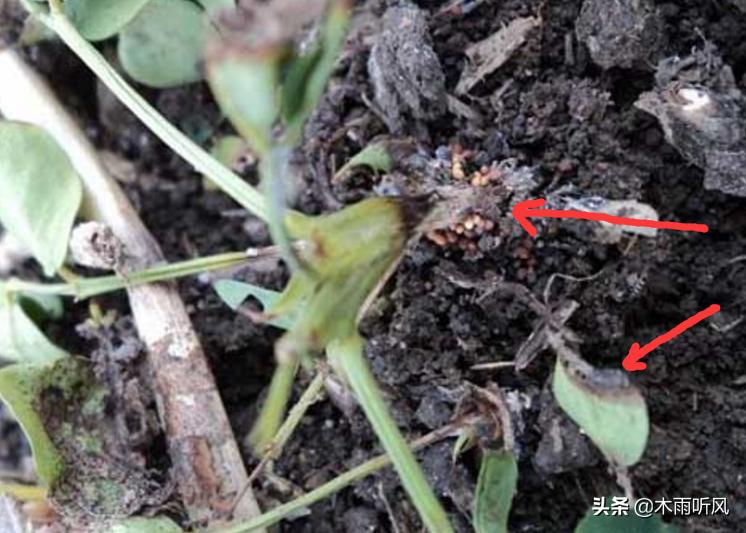 花生得了根腐病用什么药治最好,花生根腐病和茎腐病怎么防治