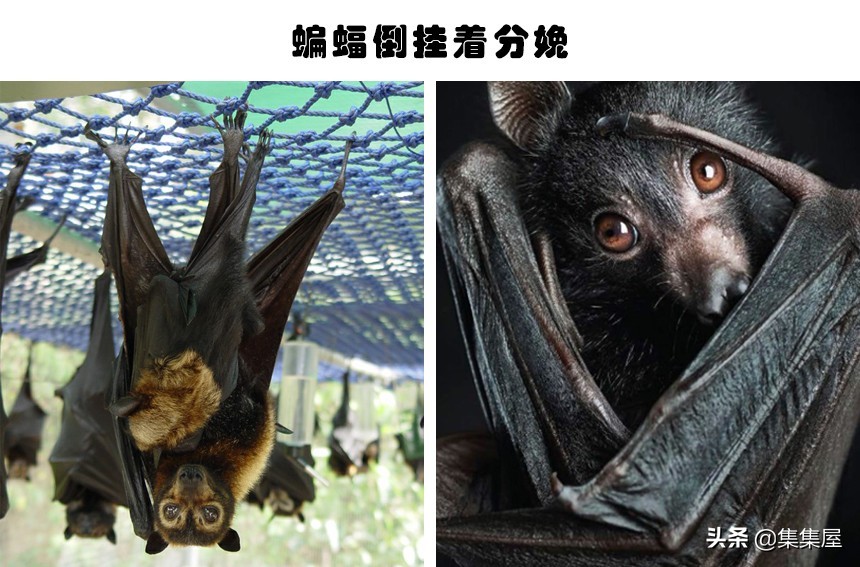 大自然中不常见的动物,关于大自然的动物百科