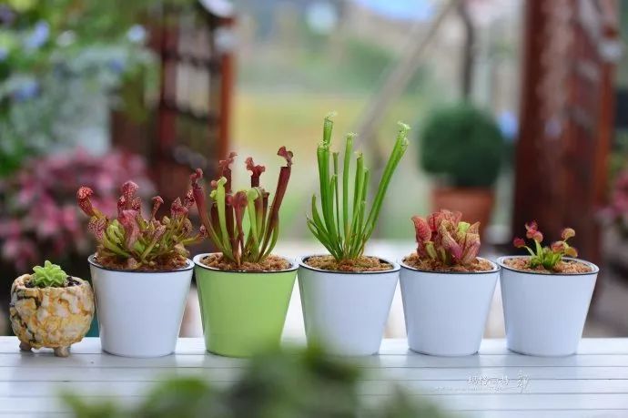 驱蚊草真的可以驱蚊子吗,驱蚊草能治蚊虫吗